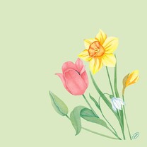 Bio Dunisoft Servietten 40 x 40 cm Spring Melody Bio Dunisoft Servietten 40 x 40 cm Spring Melody